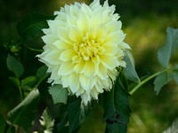Dahlias and Other Colorful Nature