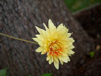 Dahlias and Other Colorful Nature